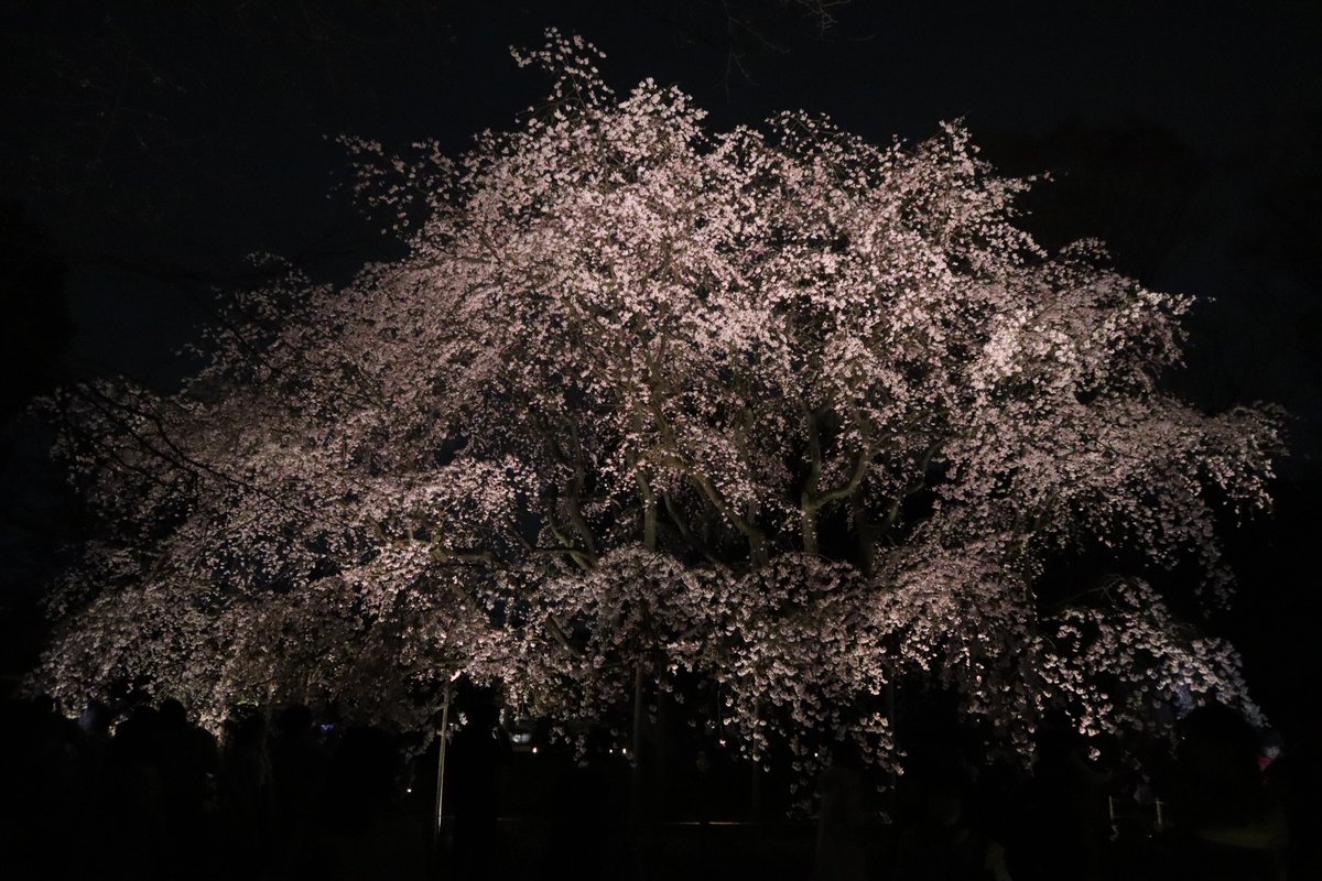 六義園・夜景・春夜桜-1