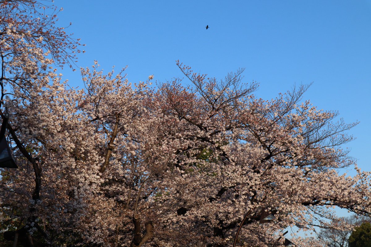上野恩賜公園の桜-1