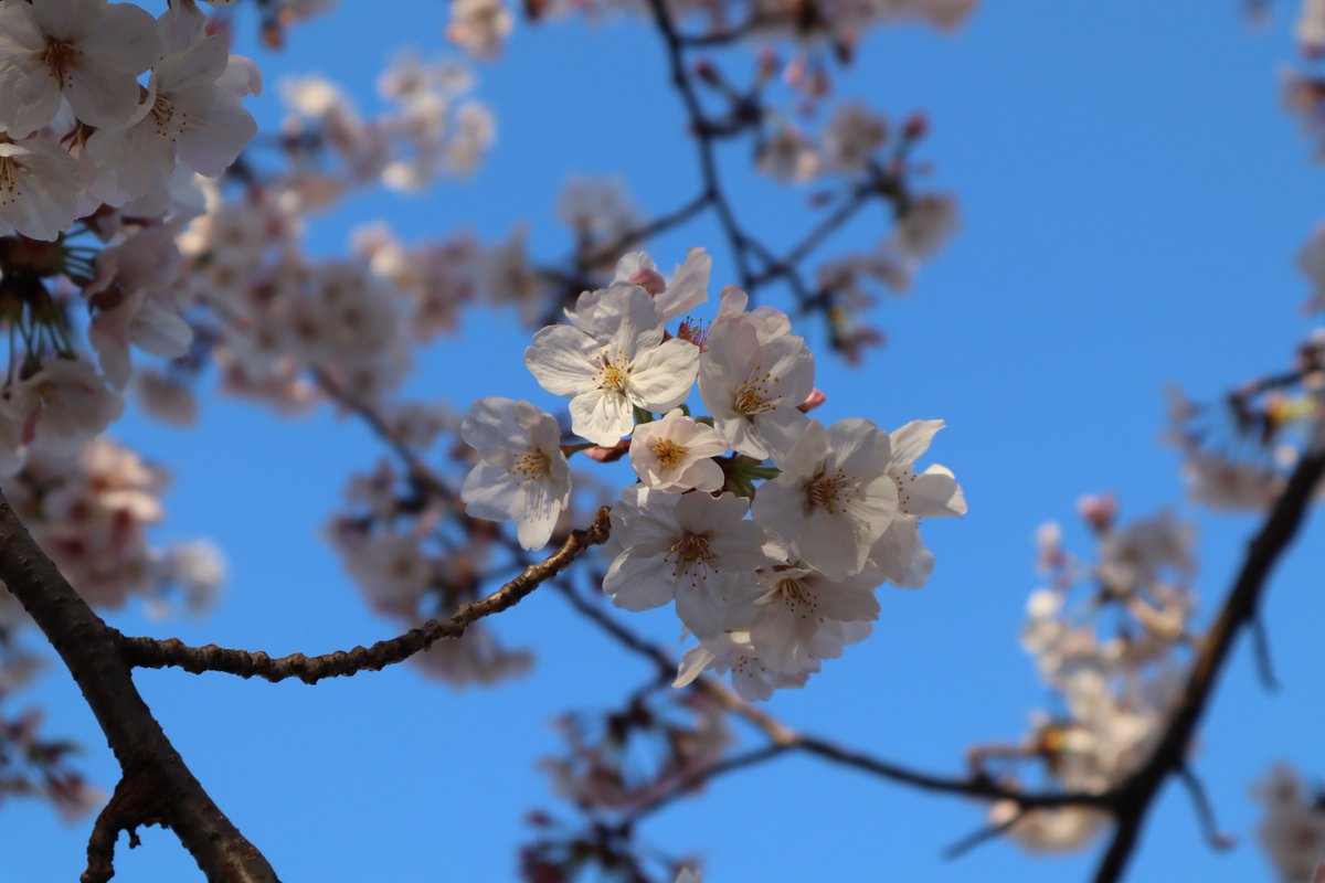 上野恩賜公園の桜-2