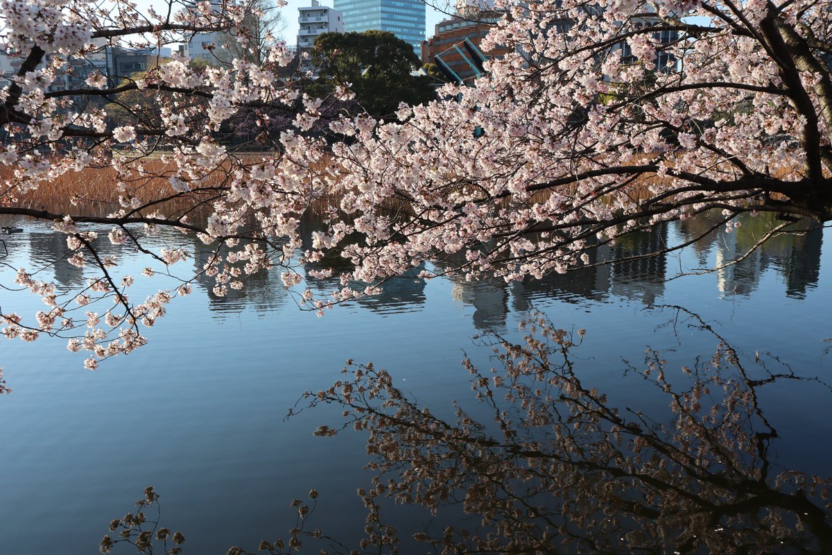 上野恩賜公園不忍の池・桜-13