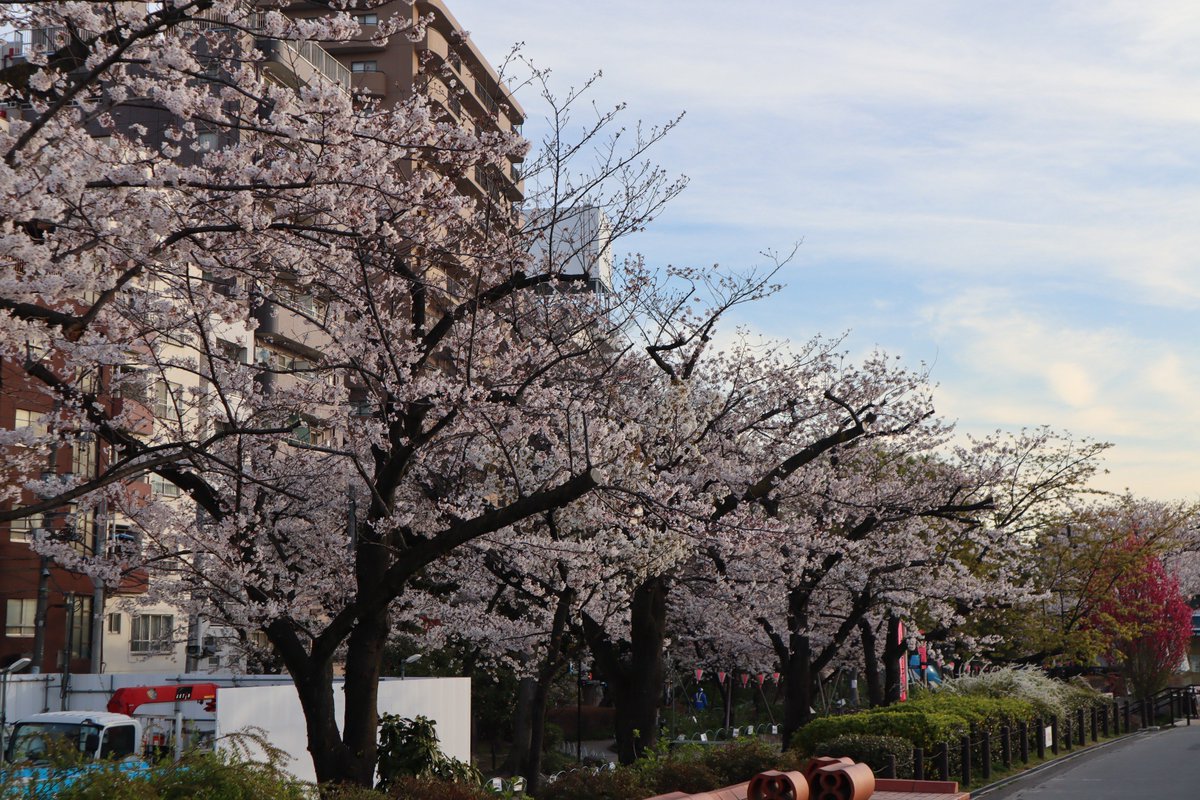 墨田公園の桜-1