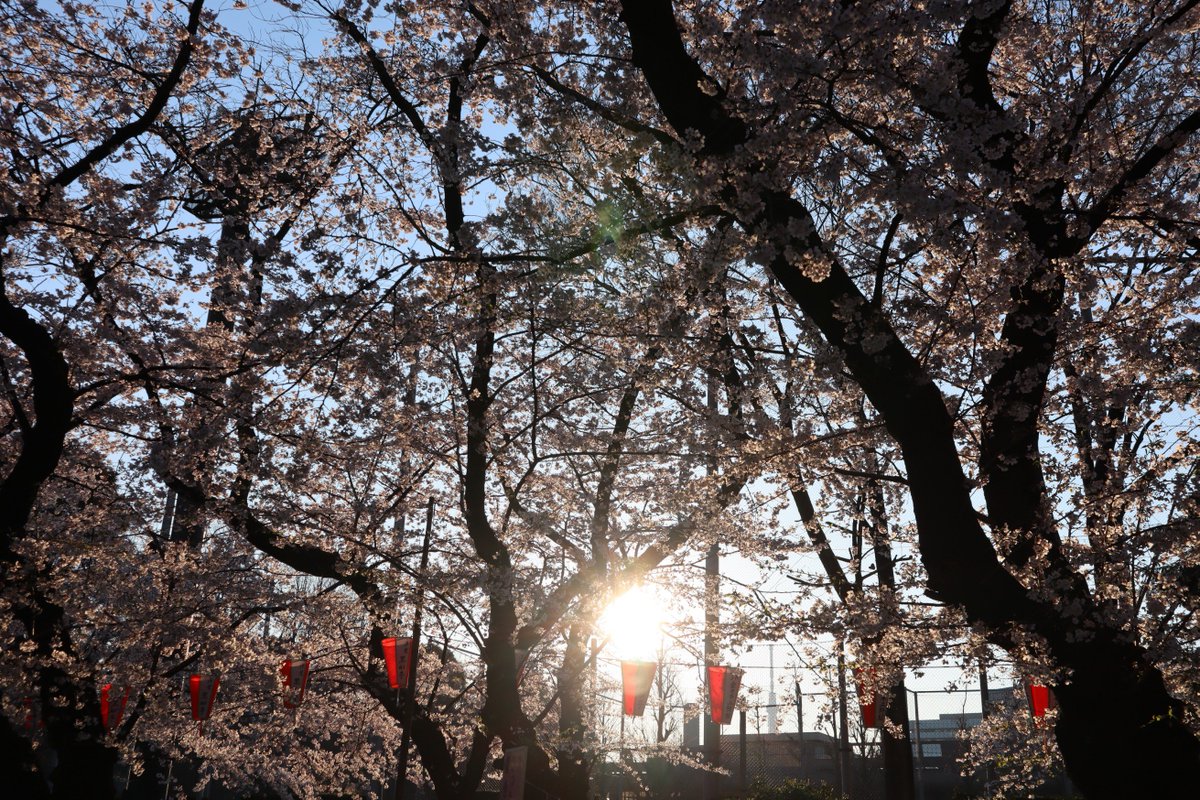 上野恩賜公園の桜-3