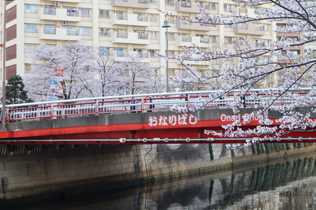 大崎の桜と御成橋-1