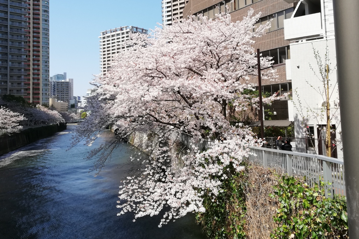 大崎の桜・御成橋から撮影-1