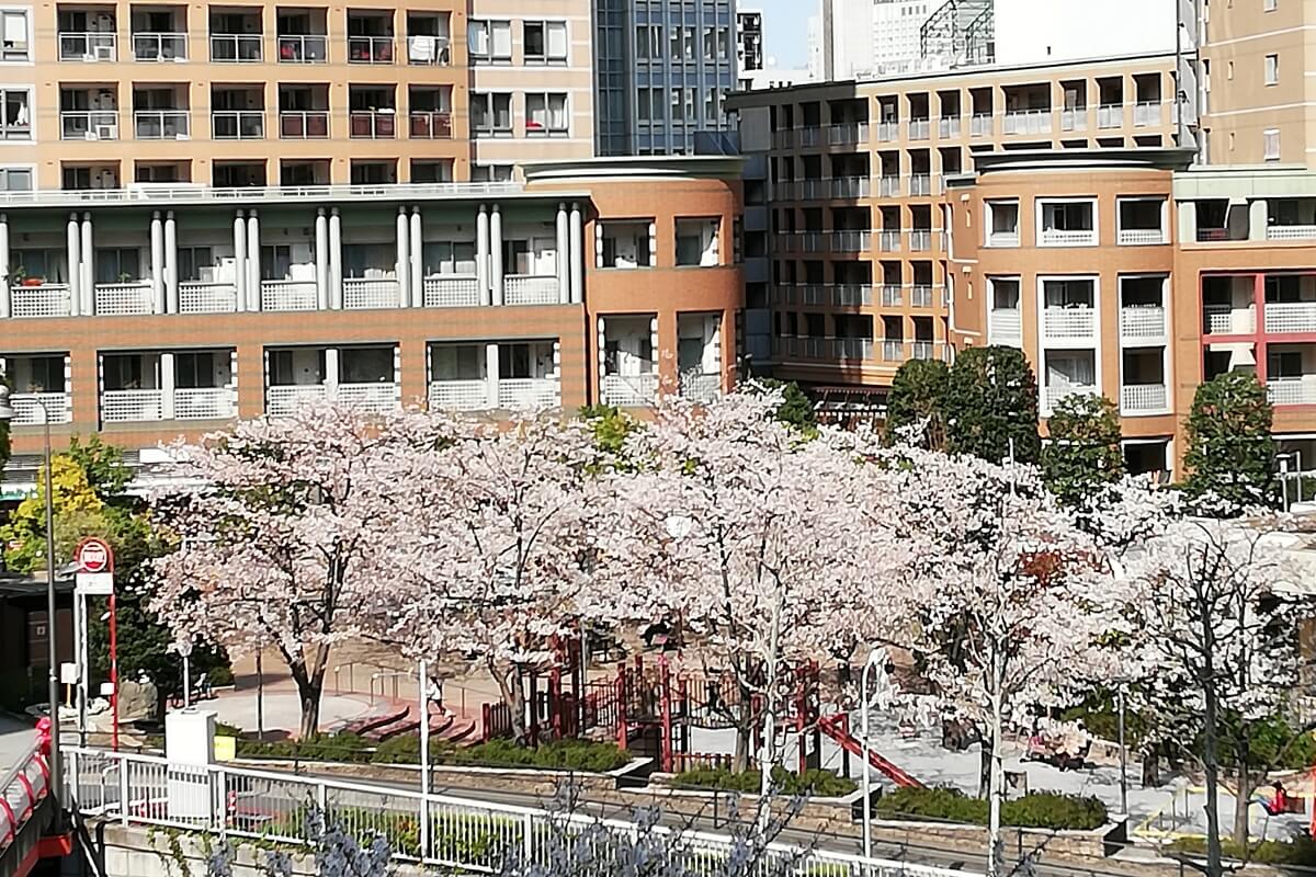 大崎の桜・御成橋公園-1