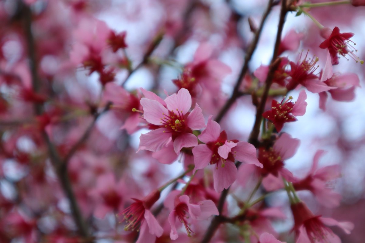 大崎の寒桜-1