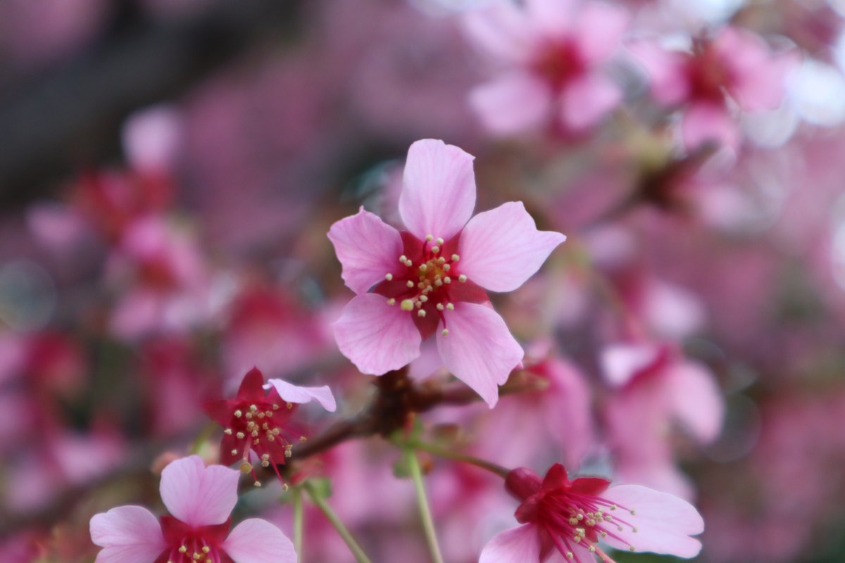 大崎の寒桜-2